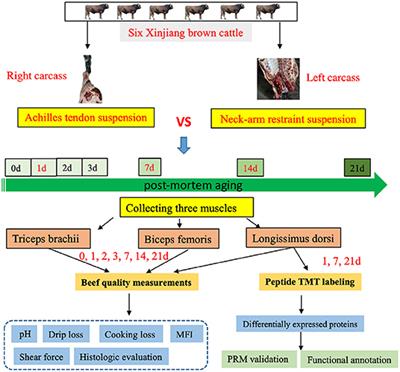 Effects of Neck-Arm Restraint Suspension of Beef Carcasses on Meat Quality and Proteome of Different Muscles During Post-mortem Aging